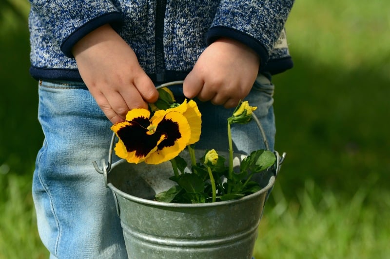 Child carrying a silver bucket with pansies