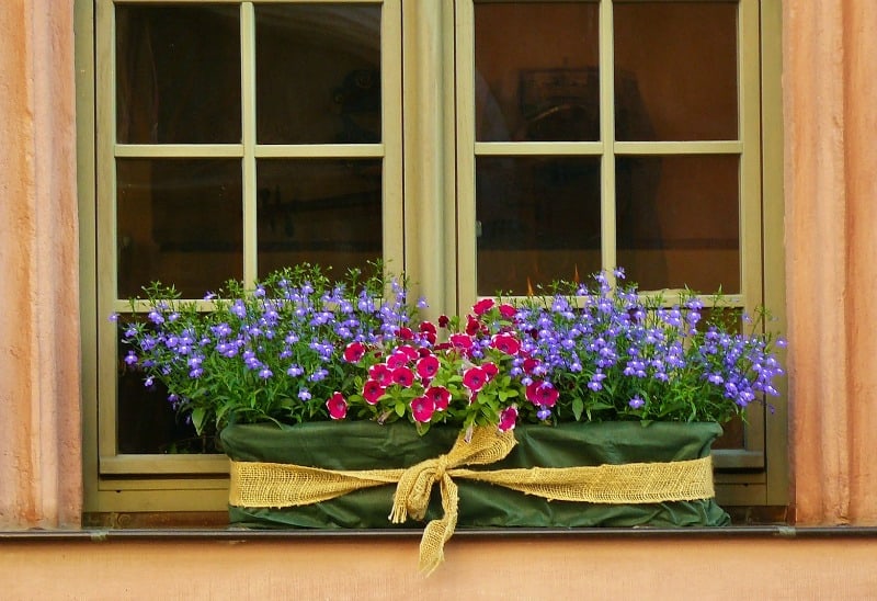 Pink and purple flowers