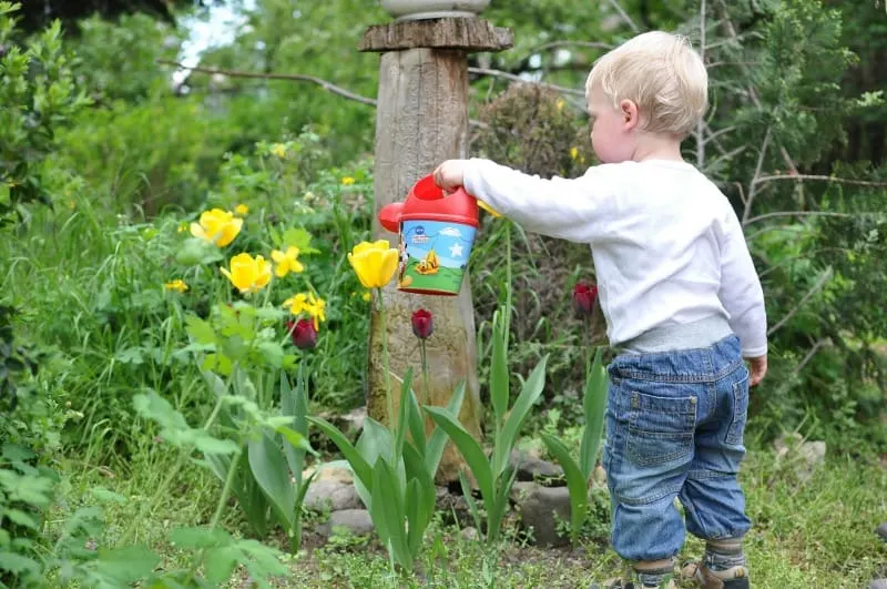 Small child watering tulips in the garden