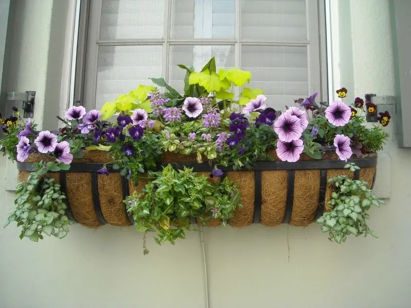 Colorful flowers in window box