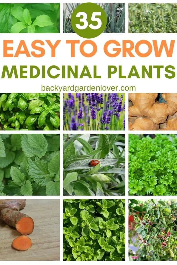 Collage of easy to grow medicinal plants pictures