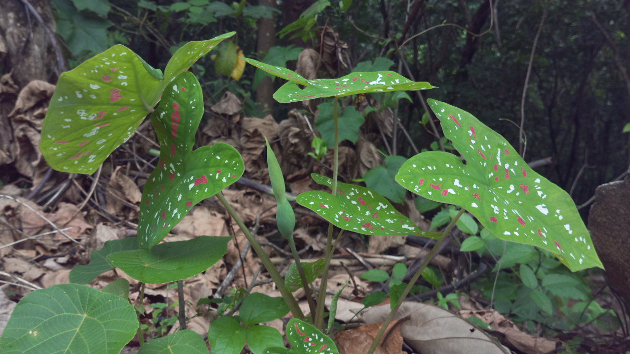 Caladium bicolor