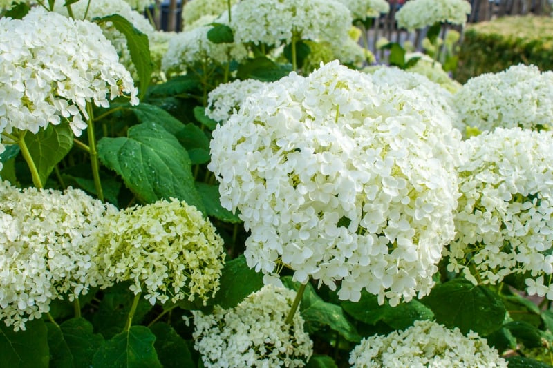 Hydrangea arborescens Annabelle white balls summer flowers