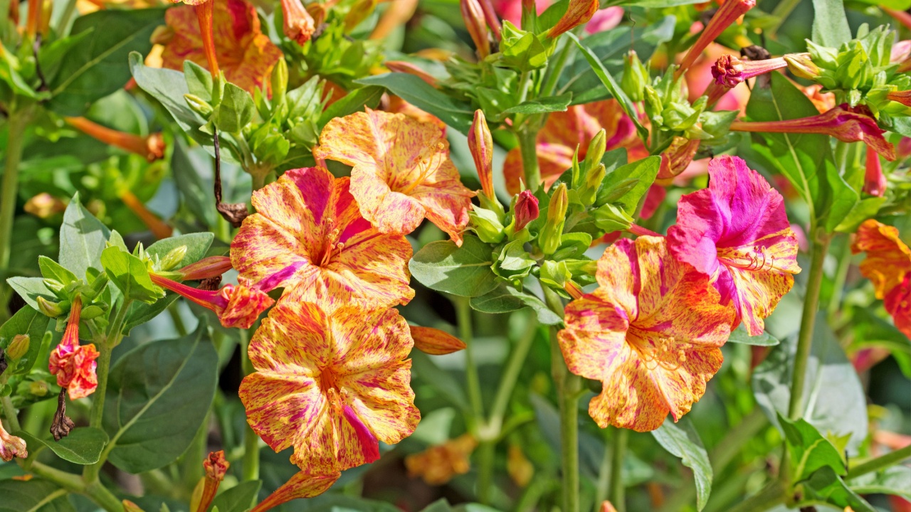 Blooming miracle flower, mirabilis jalapa