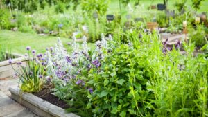 Beautiful blooming herbal garden with chives, lavender, rosemary, mint, catnip and many others. Herbal and Medicinal plants Garden.
