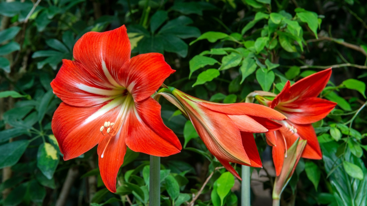 Red Amaryllis flower blooms in garden
