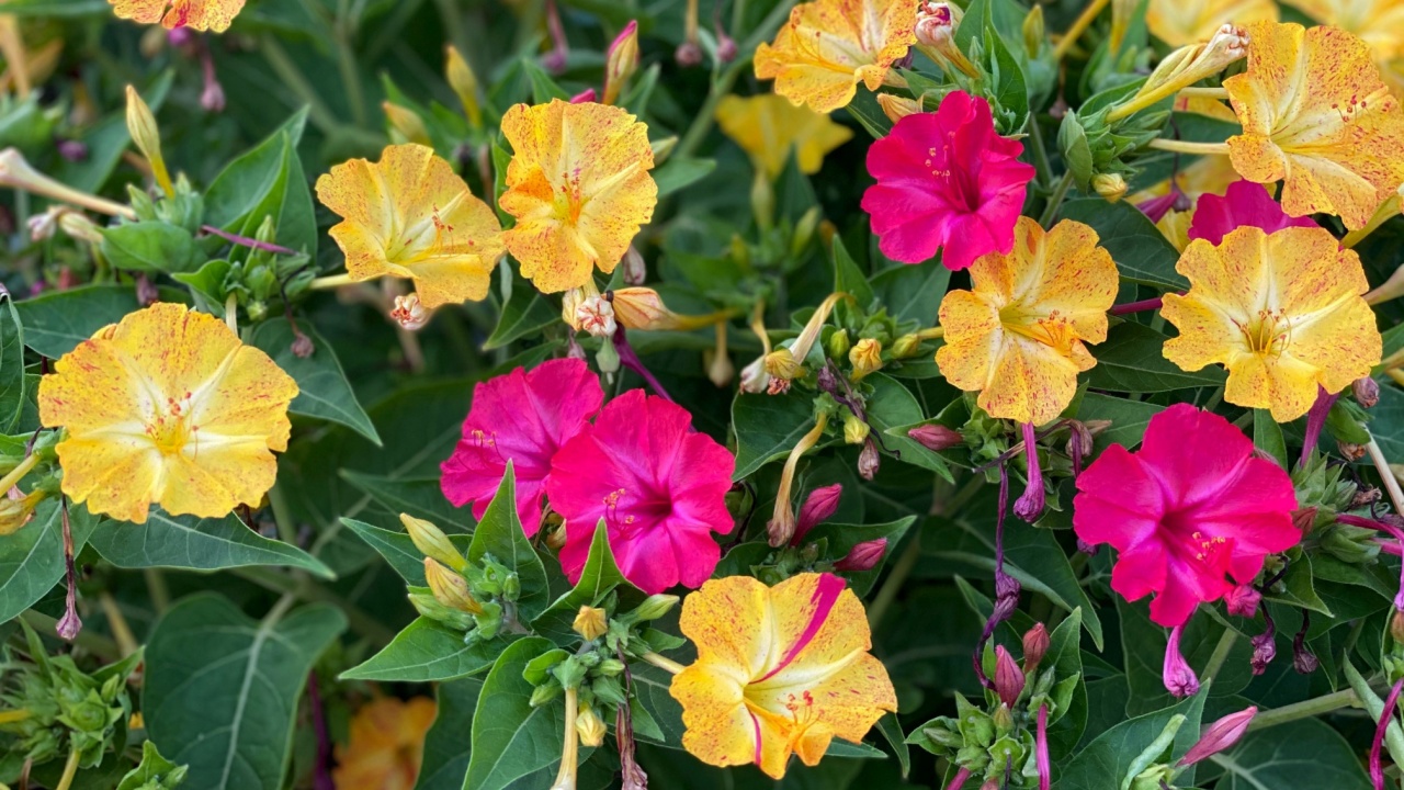 Plant Mirabilis jalapa four o'clock flower or marvel of Peru. They open in mid- to late afternoon and close again next morning. Pretty Marvel of Peru is very bushy, vigorous plant.