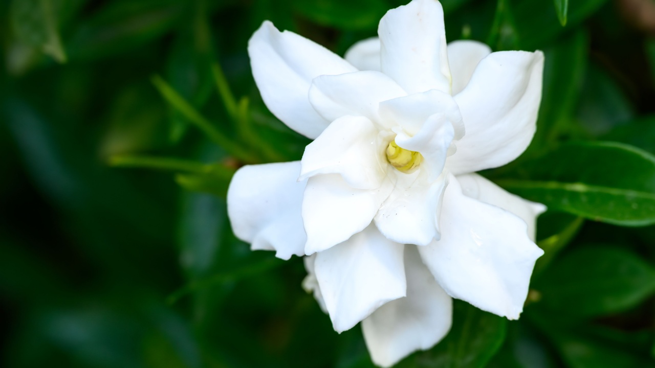 Beautiful white bloom of a fragrant Hardy Gardenia blooming in a summer garden