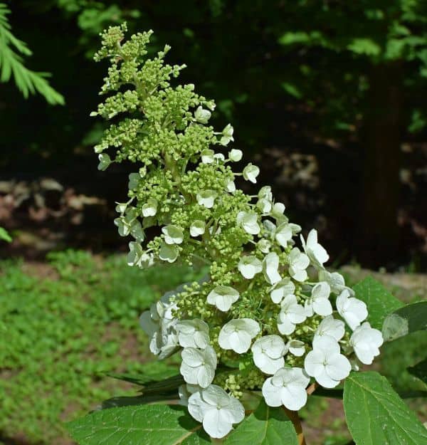 Unique PeeGee Hydrangea Tree