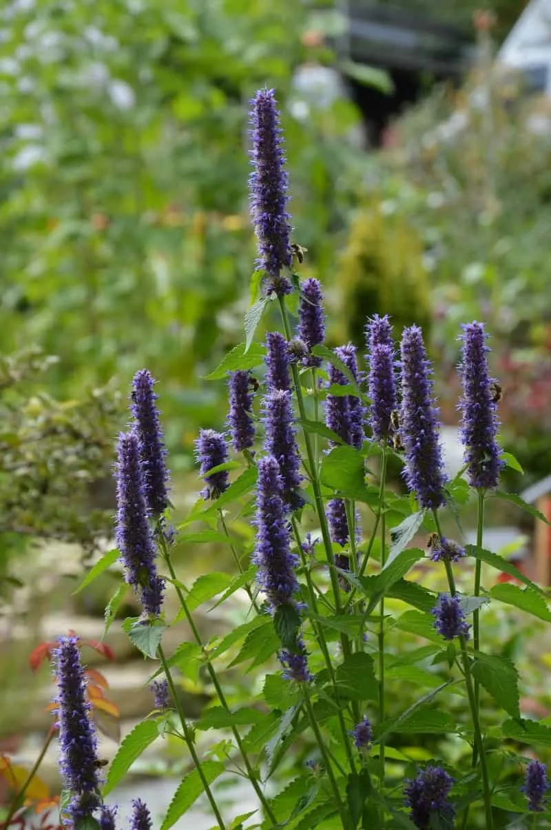 Purple agastache flowers