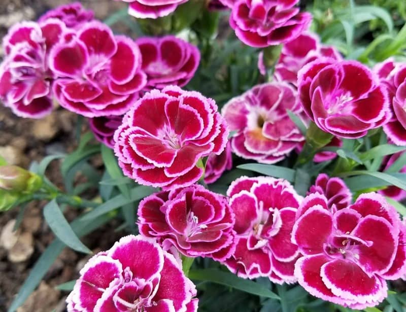 Bi-color dyanthus in my front yard