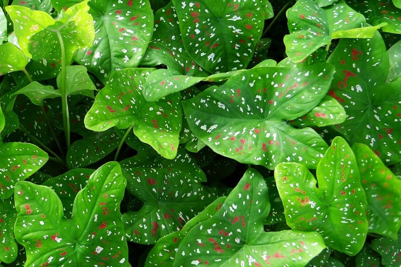 FAncy leafed (bicolor) caladium