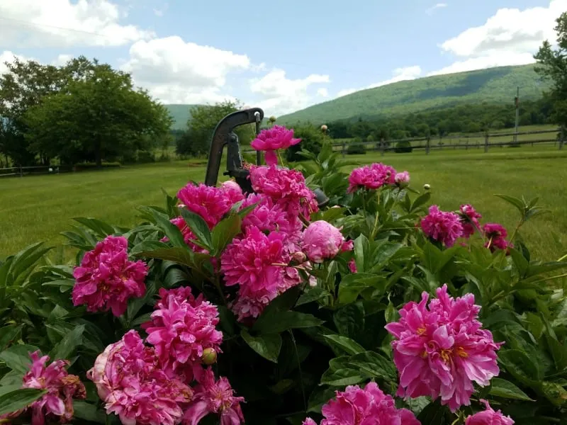 Bright pink peonies with a beautiful mountain scenery behind