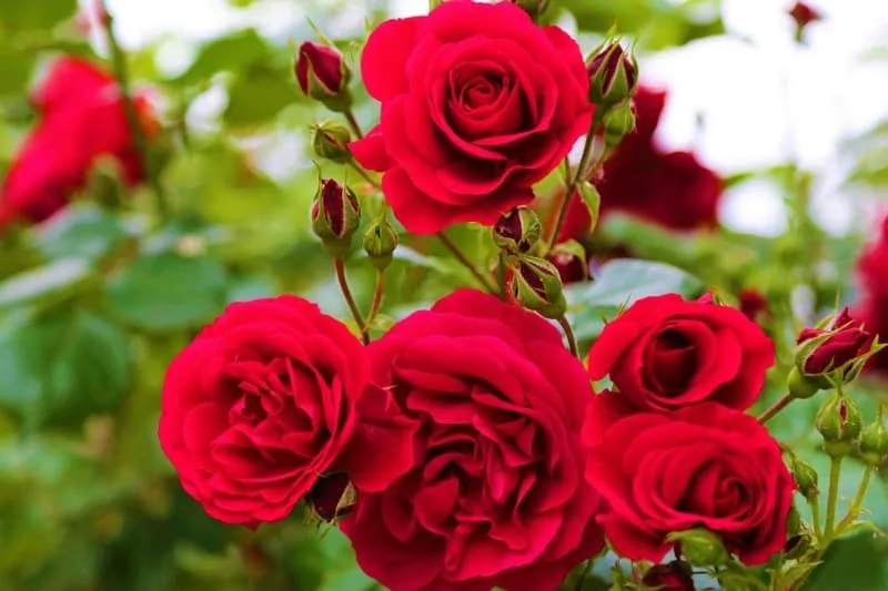 Bright red roses