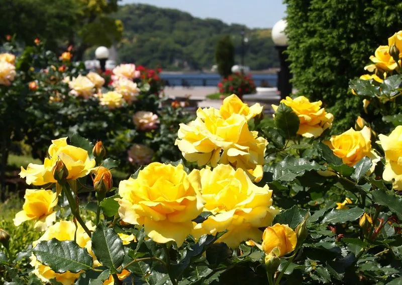 Bright yellow roses