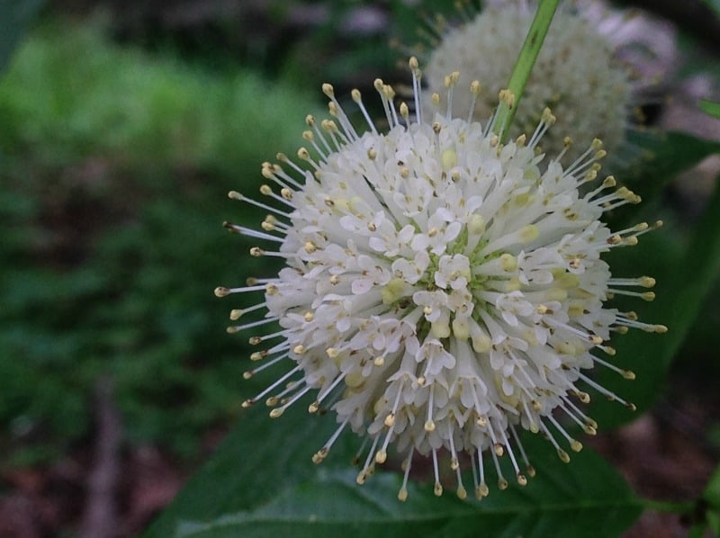 white buttonbush bloom