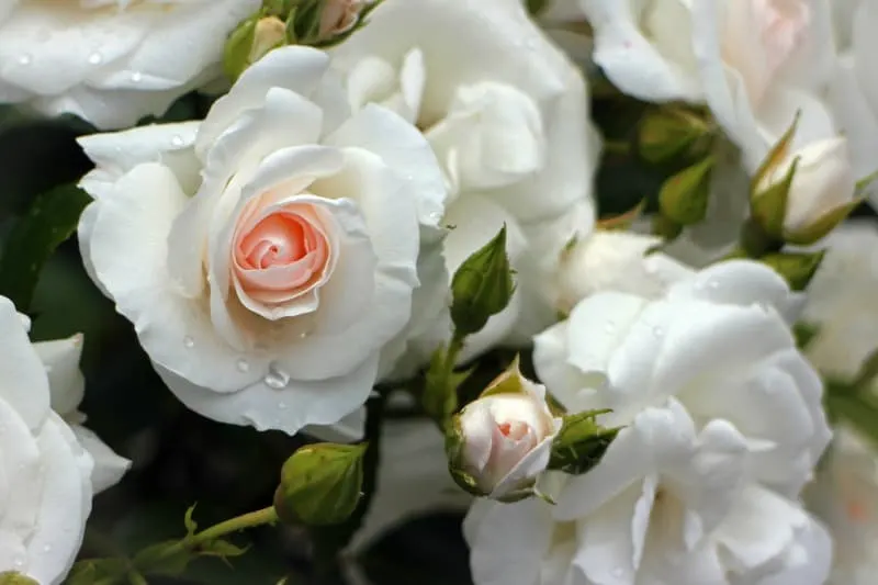 Creamy white rose blooms