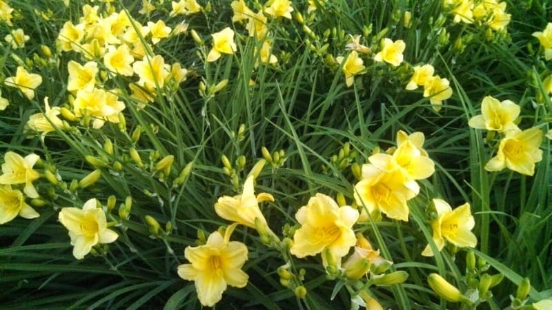Blooming daylilies in my garden