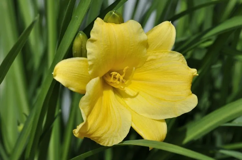 Yellow Daylily flower
