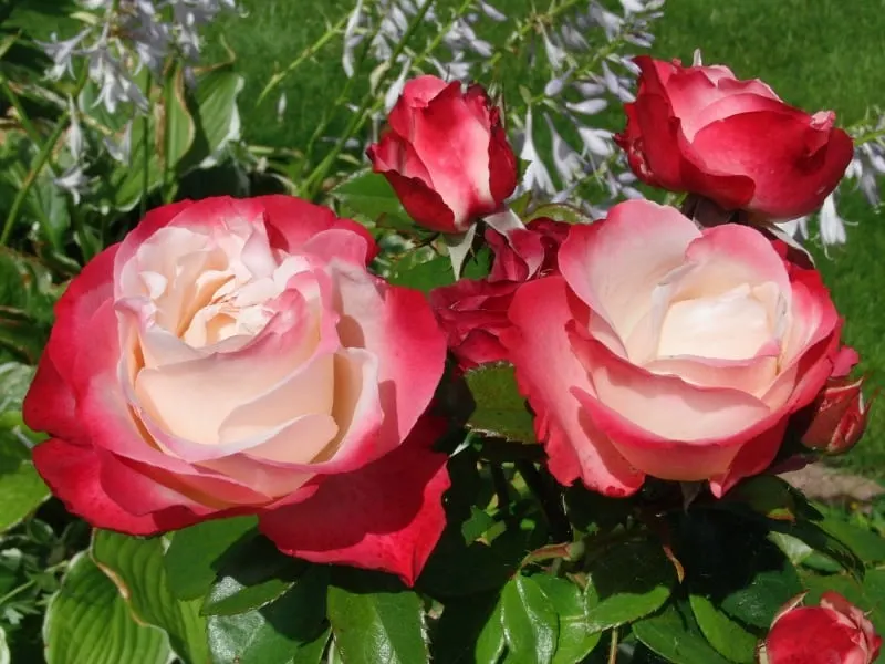 Delicate red roses with pink and white center