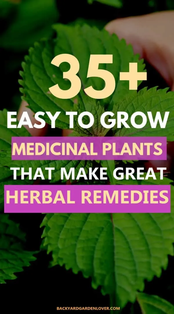 35+ easy to grow medicinal plants that make great herbal remedies