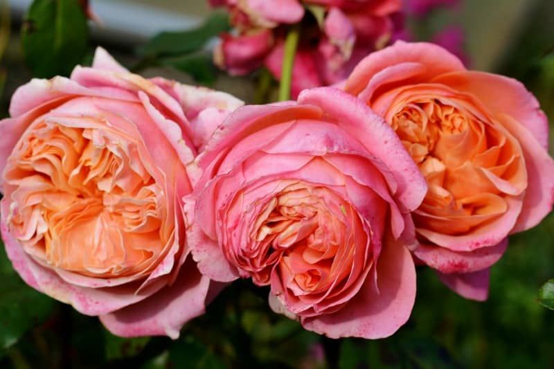 English roses