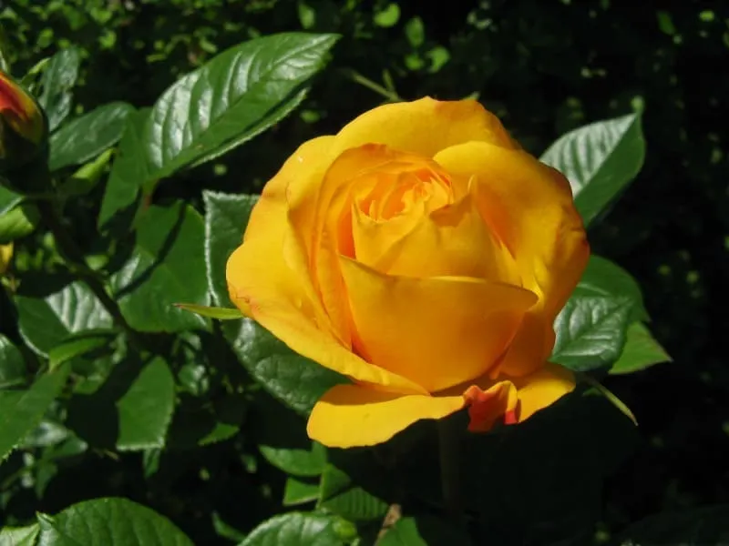 Floribunda gold rose