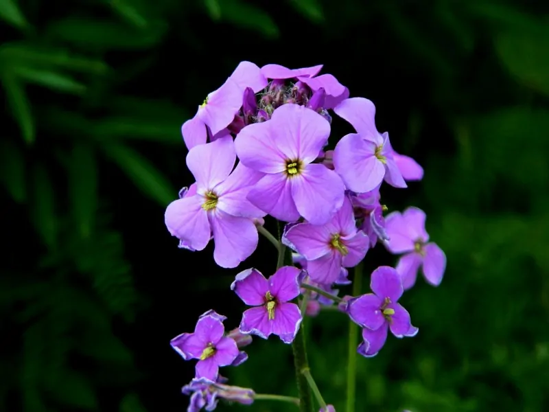 Lavender colored garden phlox