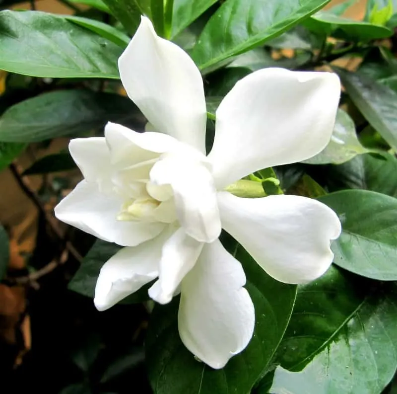 Frostproof gardenia - gardenia jasminoides