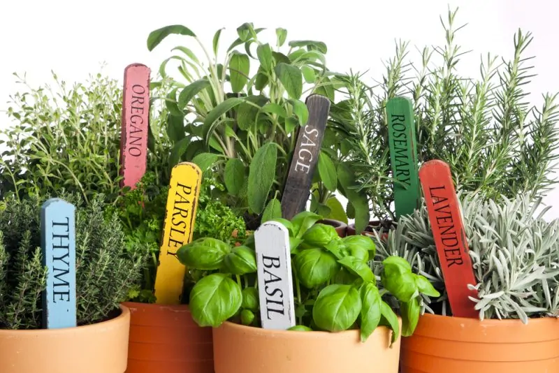 Rustic wooden herb name tags