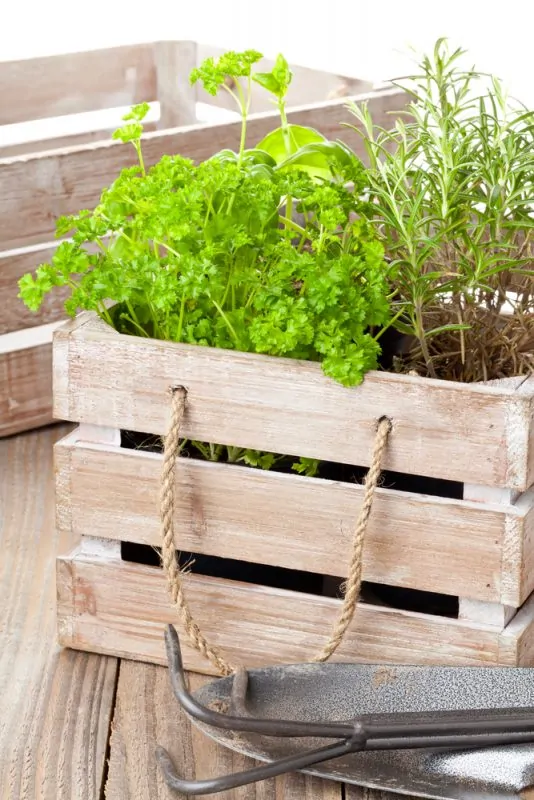 Herbs growing in wooden crate