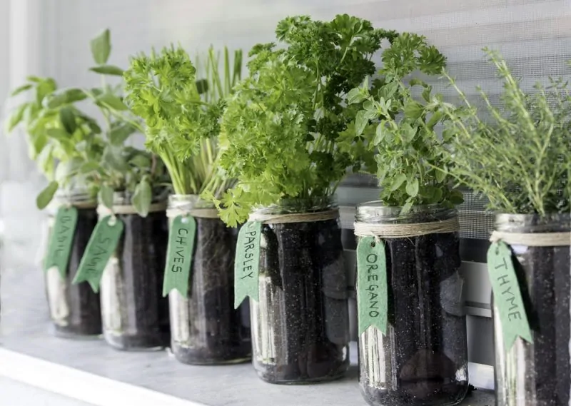 Herbs growing in mason jars