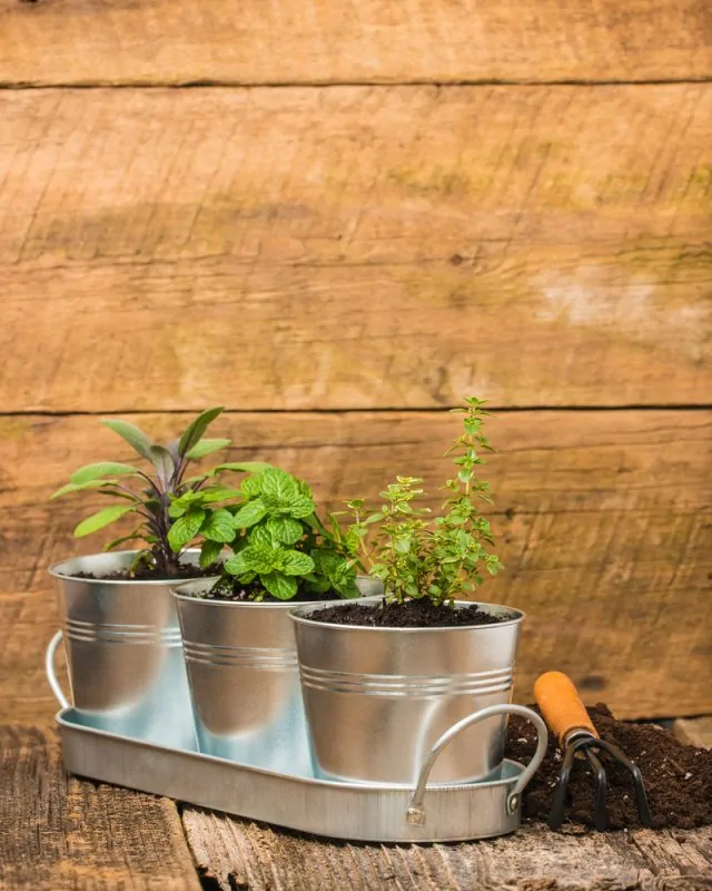 Herbs growing in metal bucket planters