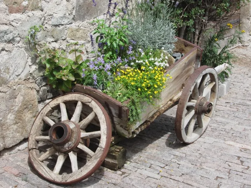 Herbs growing in old wheelbarrow