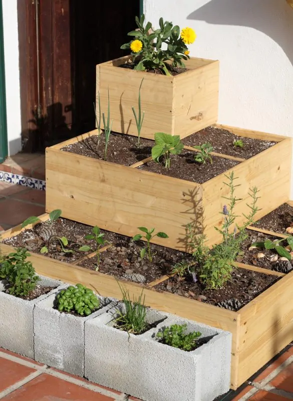 Herb garden platend in square wooden and cement boxes