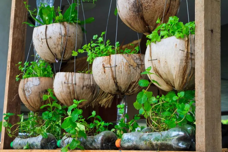 Hanging herb garden planted in coconut shells