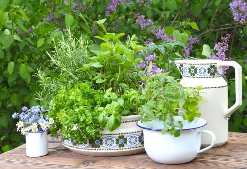 Herbs growing in dining dishes