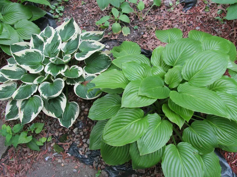 hosta plants