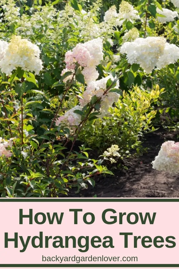 How to grow hydrangea trees