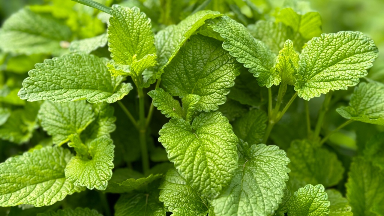 Lemon balm (Melissa officinalis) leaves from the garden, herb plant. Close-up.