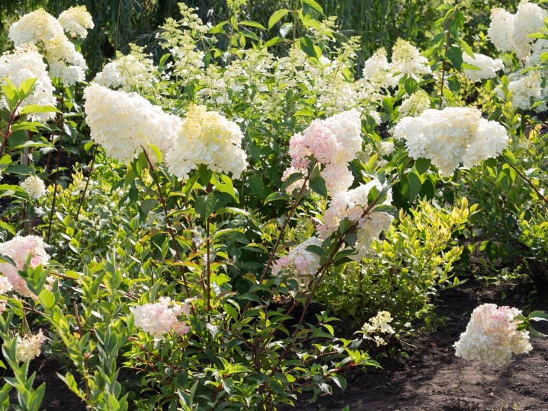 Hydrangea Unic or Hydrangea paniculata. Bush in garden. Soft white and rose shades, full bush, other flowers and trees around. Sunny summer day.