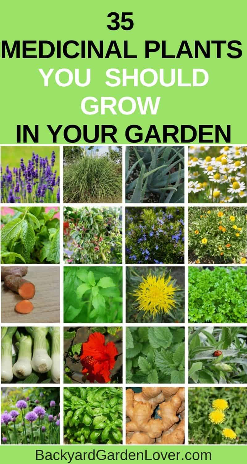 35 Medicinal plants you should grow in your garden