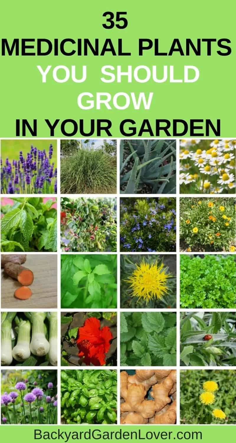 35 Medicinal plants you should grow in your garden