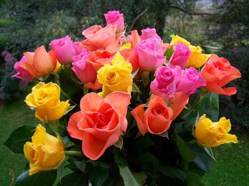 Multi colored roses bouquet