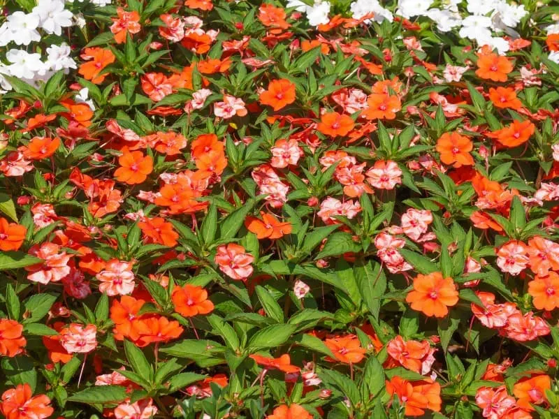 Orange and pink new Guinea impatiens