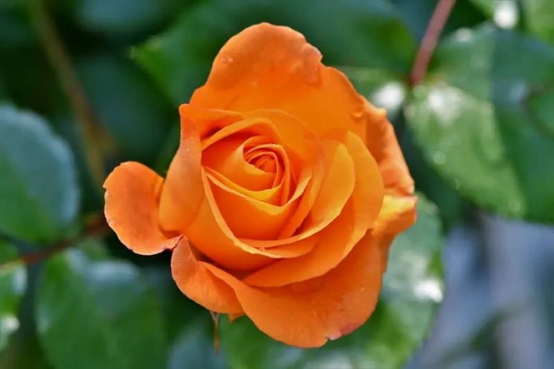 Orange rose flower