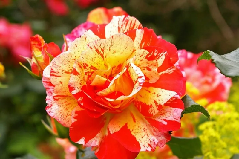 Painter rose - yellow and red bi-color rose