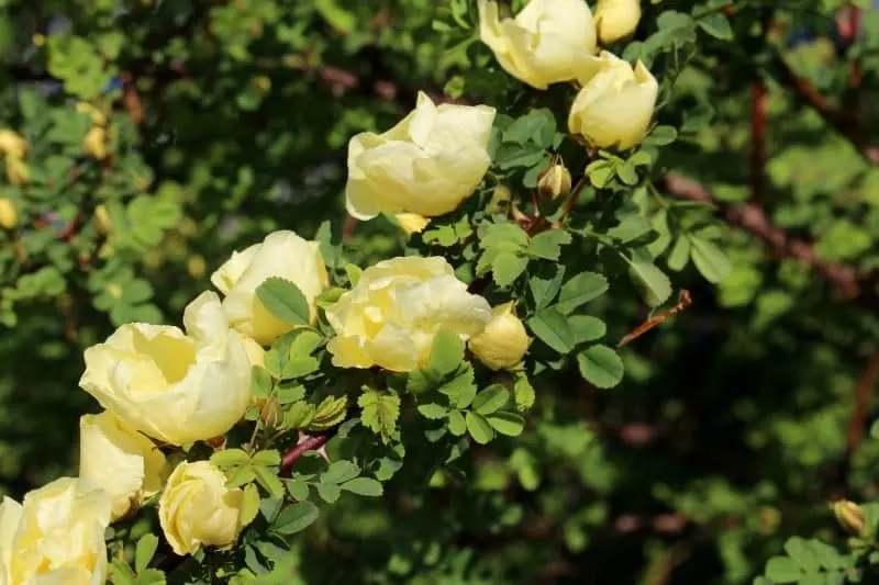 Pale yellow Chinese roses