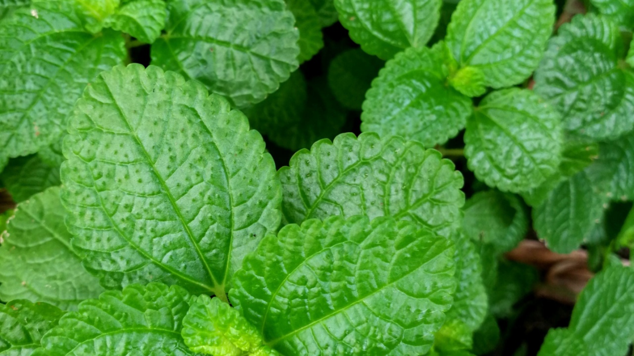 peppermint
