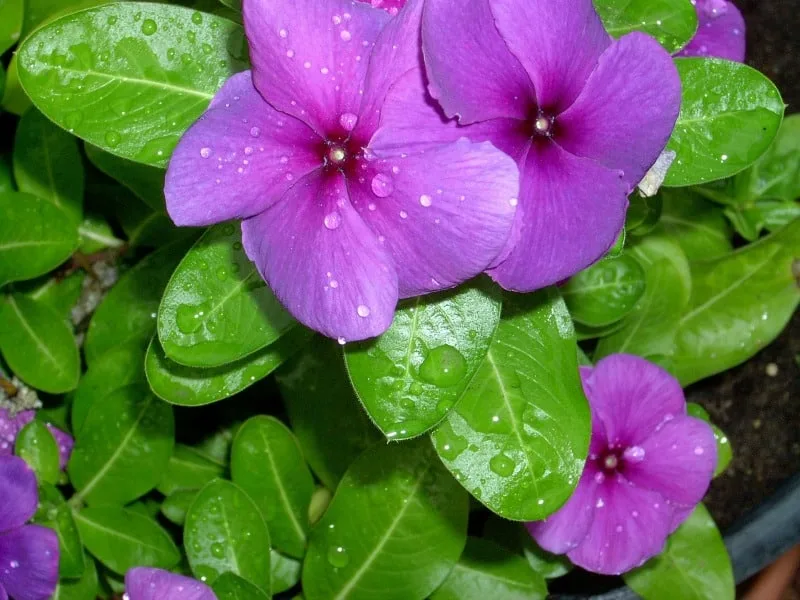 Lavender colored periwinkle flowers